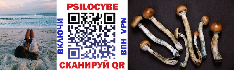 закладка  Усть-Кут  Псилоцибиновые грибы Psilocybe 