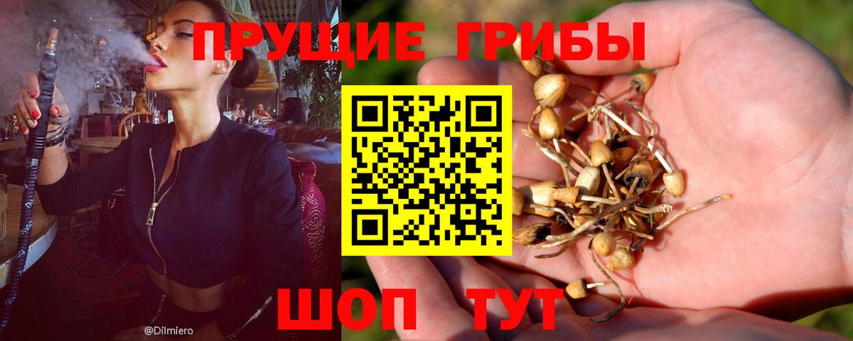 Псилоцибиновые грибы мицелий  где можно купить наркотик  Псилоцибиновые грибы Psilocybe  Усть-Кут  Вход с VPN 